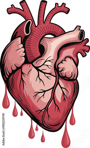 Stylized Anatomical Heart show on clean background