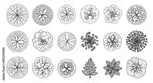 A collection of detailed black and white illustrations of various trees and plants as seen from a top-down perspective.