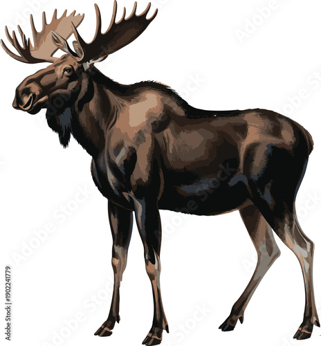 Majestic moose with impressive antlers standing proudly