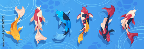 Koi fish pond top view with colorful Japanese carp swimming in tranquil water. Vector illustration of traditional oriental zen garden elements - animal above blue water with decorative ripple effect.