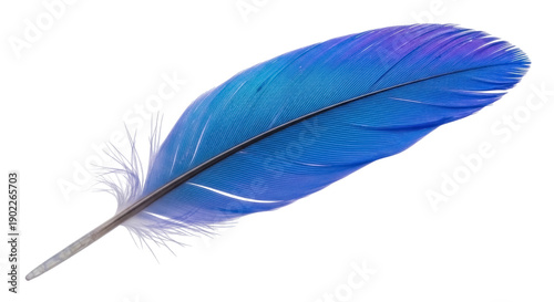 Fotografie Vibrant blue and purple feather PNG isolated on transparent background, elegant