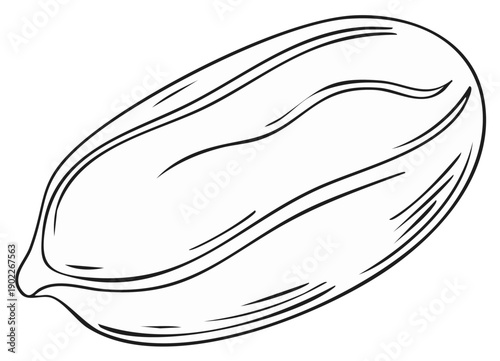 Outline illustration of a peanut isolated. Hand-drawn peanut design, healthy food