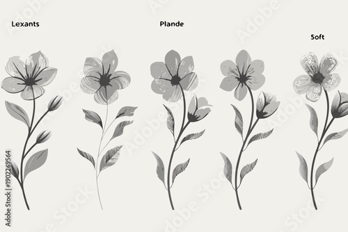 Botanical illustration of flax flowers in varying stages of bloom