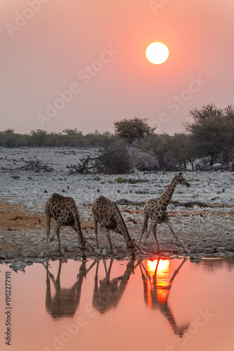 Obraz na płótnie Three giraffes drinking at Okaukuejo waterhole in Etosha National Park at sunset