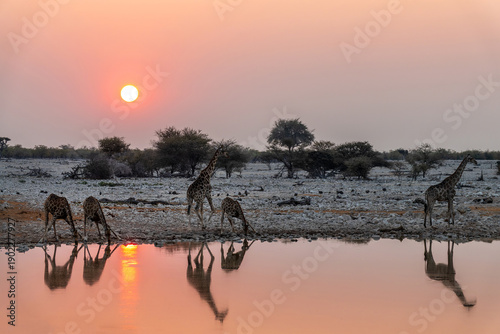 Tableau sur toile Giraffes at Okaukuejo waterhole in Etosha National Park at sunset, water reflect