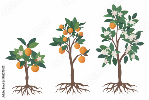 Orange tree growth stages illustrated seedling young tree and mature tree