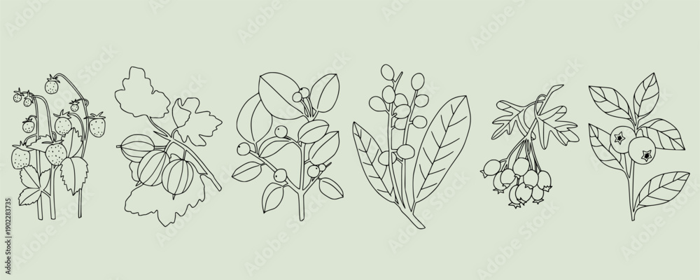 Fototapeta premium Delicate botanical illustration. Different berry branches: strawberry, gooseberry, blueberry. Line art style plants. Hand drawn outline design. Minimalist elegant linear elements isolated on green