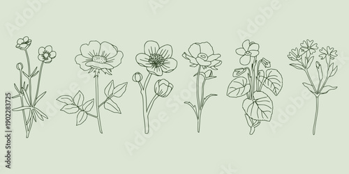 Delicate botanical illustration. Different blooming flowers in fine line art style. Hand drawn outline design of various florals. Minimalist elegant linear elements isolated on green