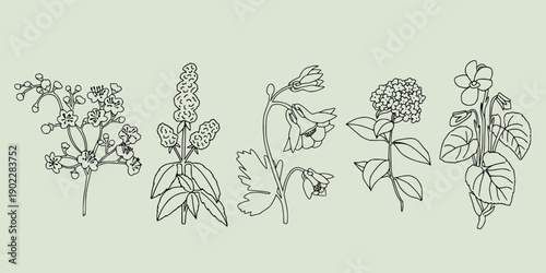 Delicate botanical illustration. Different blooming flowers in fine line art style. Hand drawn outline design of various florals. Minimalist elegant linear elements isolated on green