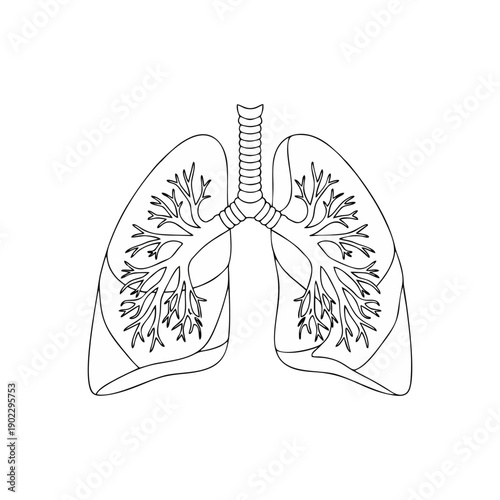 Detailed anatomical illustration of human lungs and trachea, showcasing bronchi and bronchioles in a clear vector graphic