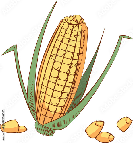 A drawing of a corn cob with a few kernels of corn on the ground