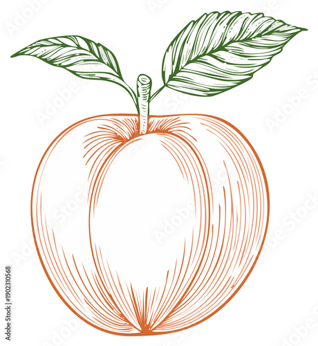 Hand drawn peach or apricot fruit with leaves in a vintage etching and engraving style.