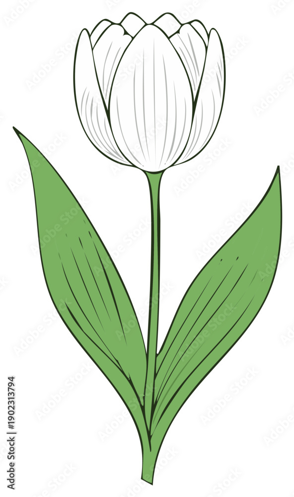 Obraz premium White tulip flower with green leaves, illustration, springtime, nature, art