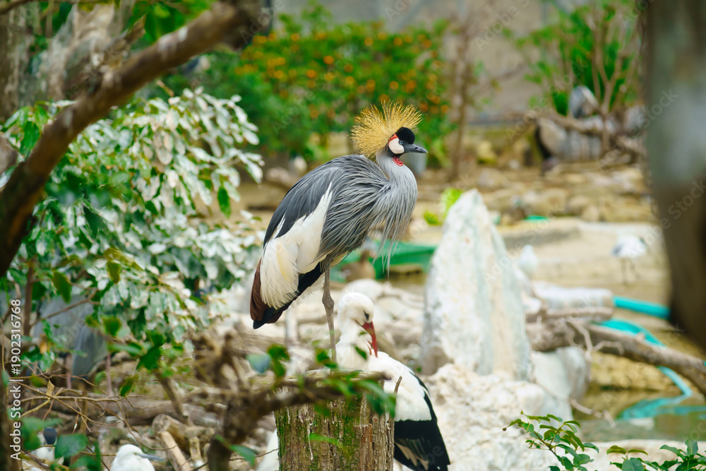 Fototapeta premium Grey Crowned Crane (Balearica regulorum) Stunning bird