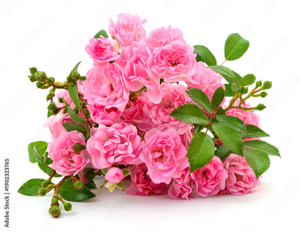 Fototapeta premium Bouquet of small pink roses isolated on white background