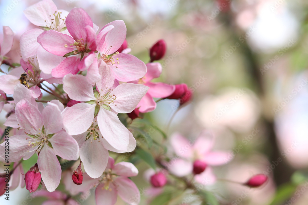 Obraz premium Close-up of an apple tree blossoming. The tree blooms with pink flowers. Blossoming of an ornamental apple tree in spring in the park. Bright pink flowers of an ornamental apple tree