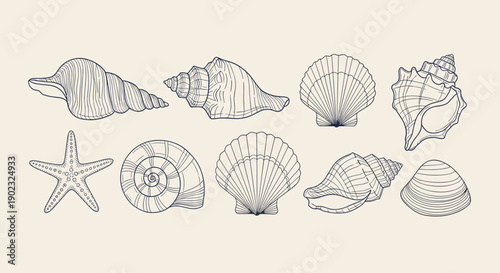 Sea Shells and Starfish Line Art Collection – Nautical Marine Outline Illustrations