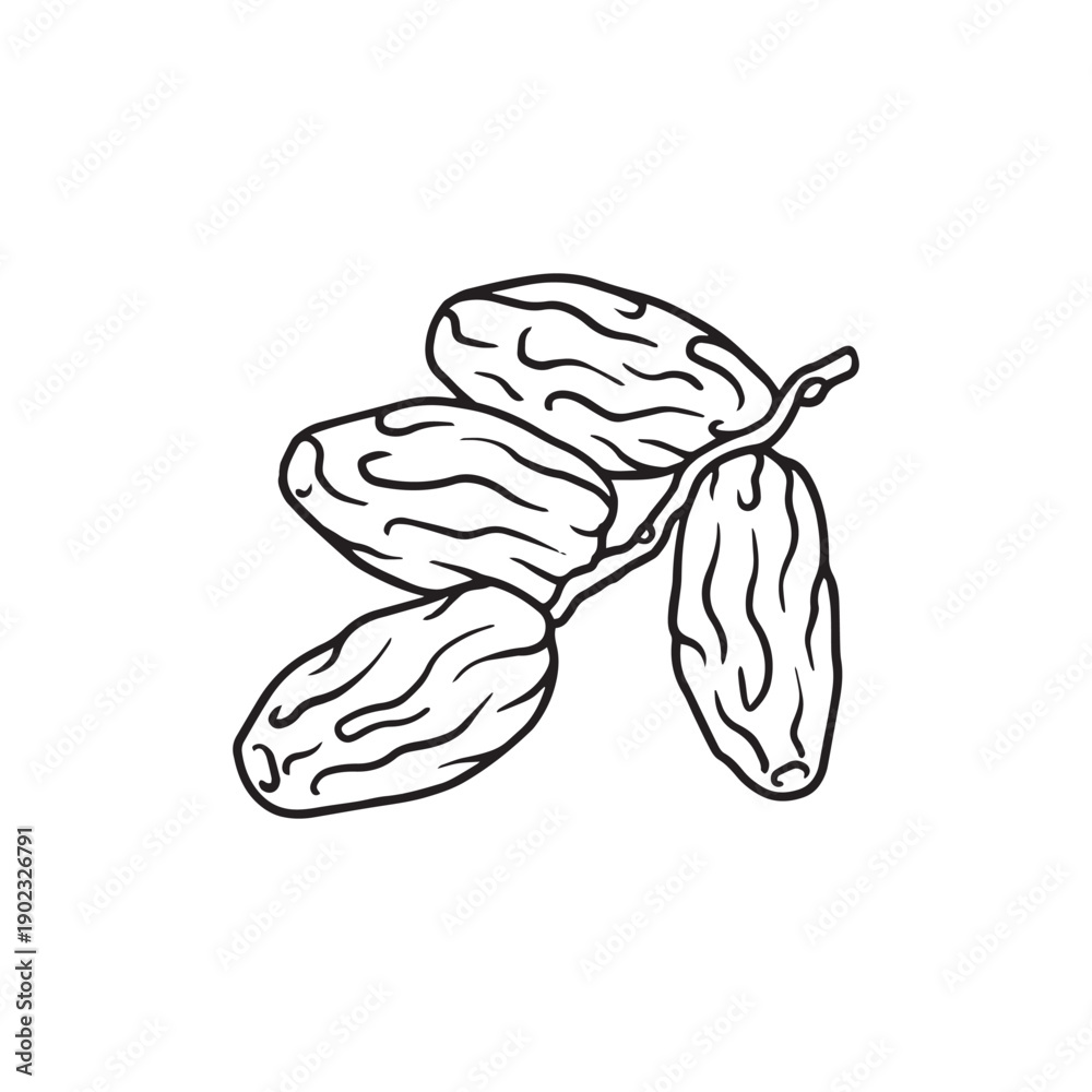 Fototapeta premium hand drawing date fruit illustrations