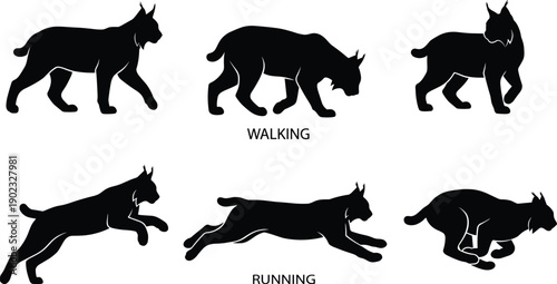 WebLynx silhouette vector set featuring wild cat walking and running poses isolated on white background for nature wildlife animal conservation and forest predator illustrations