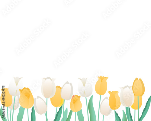 チューリップのフレーム　明るい春の背景素材（イエロー・ホワイト）