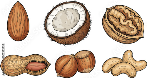 Hand Drawn Nut Set with Almond Coconut Walnut Peanut Hazelnut and Cashew Vintage Engraving Illustration
