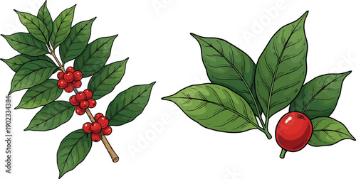 Vector illustration of coffee branch with green leaves and ripe red coffee beans isolated on white background for design.