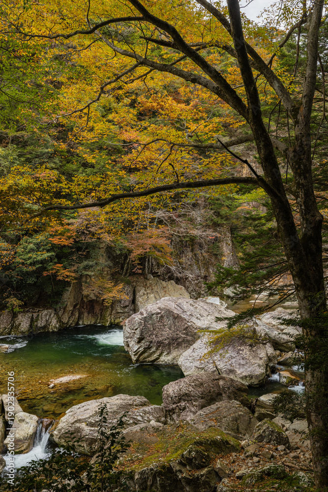 Obraz premium 日本 広島県山県郡安芸太田町にある峡谷、三段峡の黒淵の川沿いの紅葉した木々