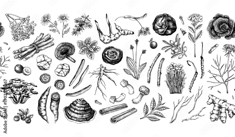 Naklejka premium Vintage apothecary seamless pattern.Traditional medicine ingredients border design. Medicinal herbs, roots, mushrooms hand drawn vector illustration in sketch style. NOT AI generated. 