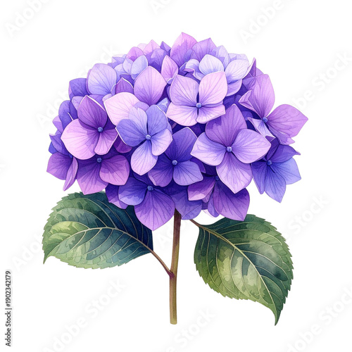 紫の紫陽花の水彩イラスト