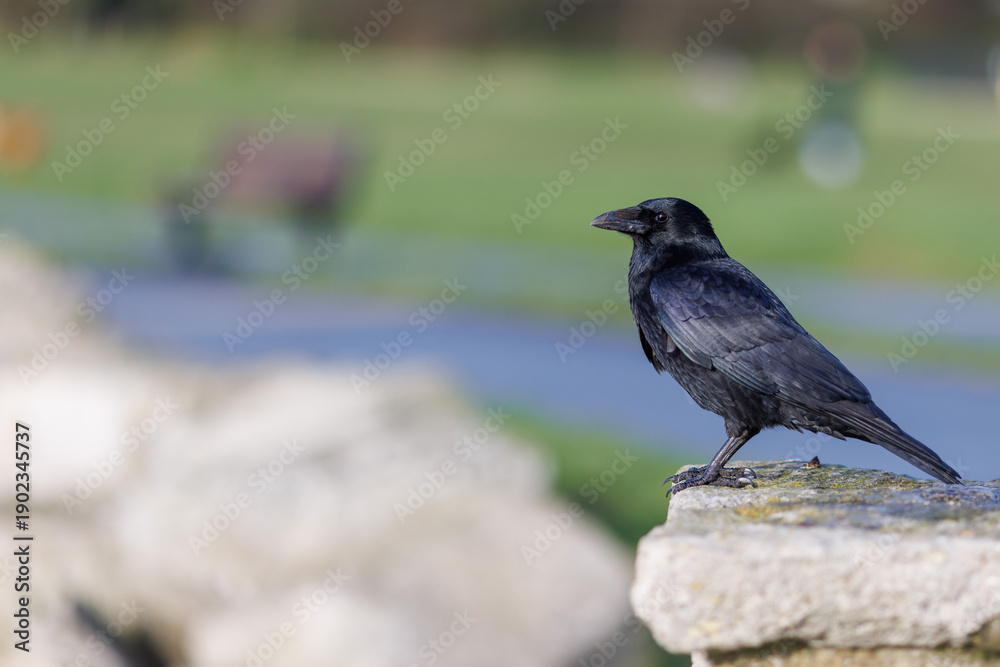 Fototapeta premium Black crow perched on stone in urban park