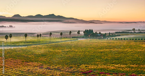 Aerial view of vineyards at sunrise with fog, Rutherford AVA, Napa Valley, California, USA