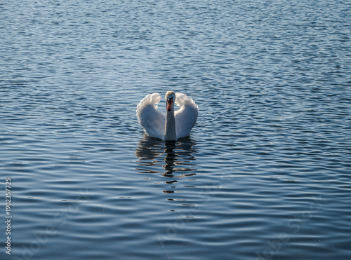 Swan swimming gracefully on a cold blue lake with gentle ripples, its white feathers catching sunlight on a sunny winter day B
