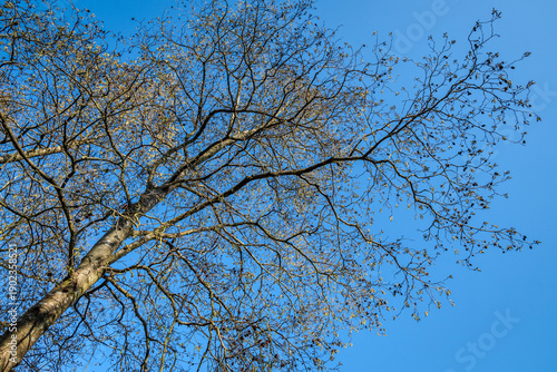 Tips of leafless alder tree branches covered with catkins creating textured patterns against a clear blue early spring sky A