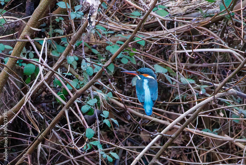 Wallpaper Mural Martin pecheur perché en gros plan, ses couleurs bleu rouge et jaune dans les branchages Torontodigital.ca