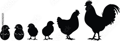 Chicken life cycle concept showing growth stages from egg hatching chick to adult hen rooster silhouette vector illustration black white design