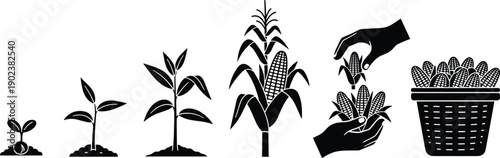 Corn growth cycle illustration showing planting stages harvest process from seedling to maize crop agriculture vector black white design icon set