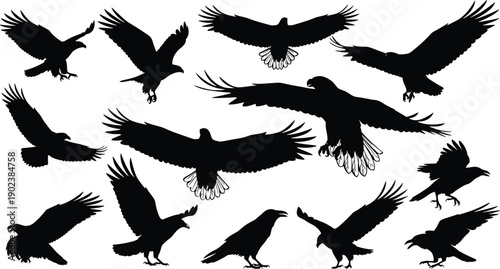 Crow and raven bird silhouettes collection featuring flying and landing poses, wildlife avian set, isolated black vector illustration design