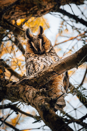 Royal Snort - Bubo bubo