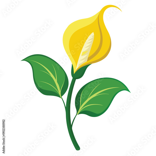 yellow skunk cabbage flower with branch on white background