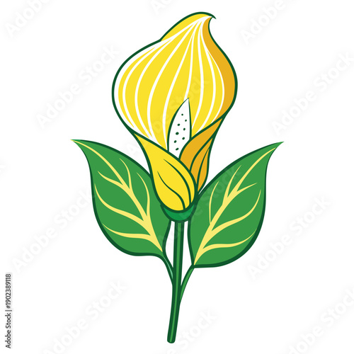 yellow skunk cabbage flower silhouette with branch on white background