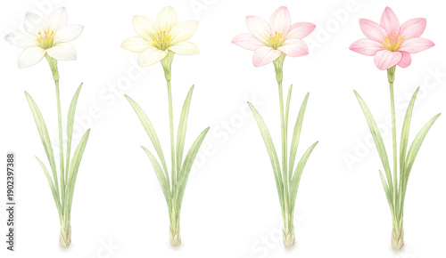 Rain Lily Watercolor Illustration, Zephyranthes Flower, Soft Pastel Botanical, Isolated