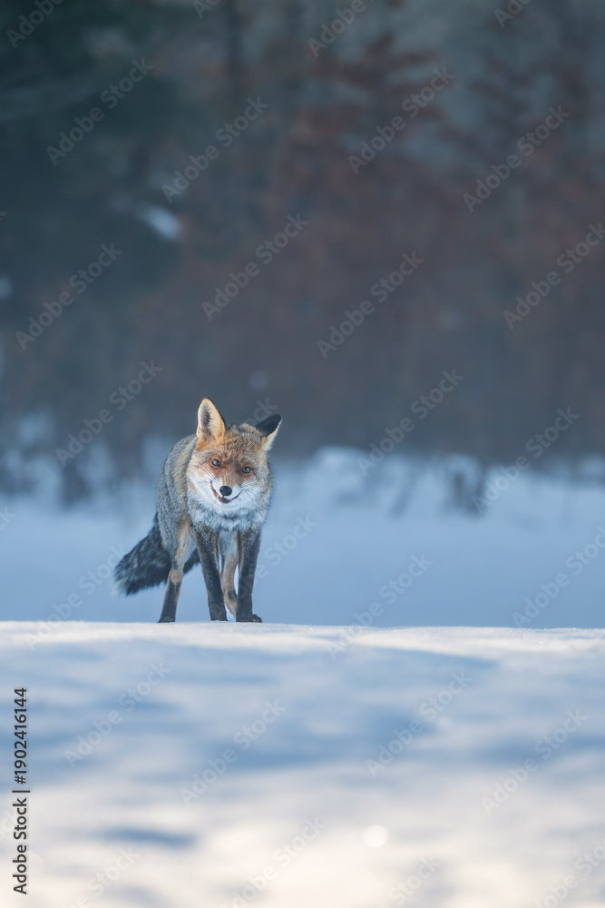 Fototapeta premium red fox (Vulpes vulpes) in the snow