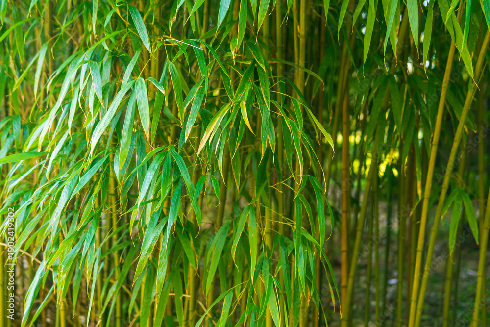 Obraz premium close up of bamboo forest natural background with leaves