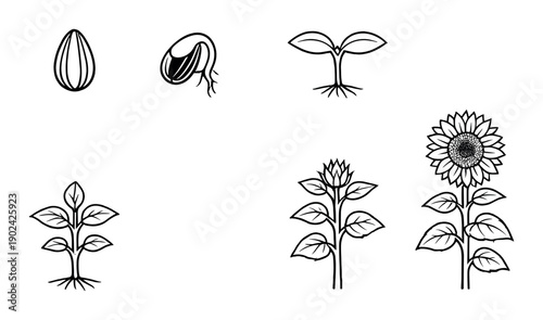 Sunflower growth stages illustration: seed to bloom