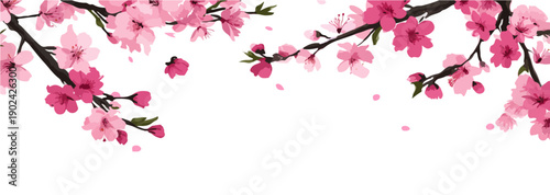 Delikatne różowe kwiaty wiśni na gałęziach, opadające płatki, białe tło, przezroczyste