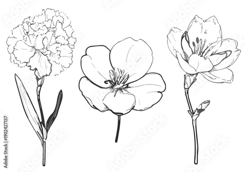 Rysunek trzech różnych kwiatów na białym tle, styl szkicu, przezroczyste tło