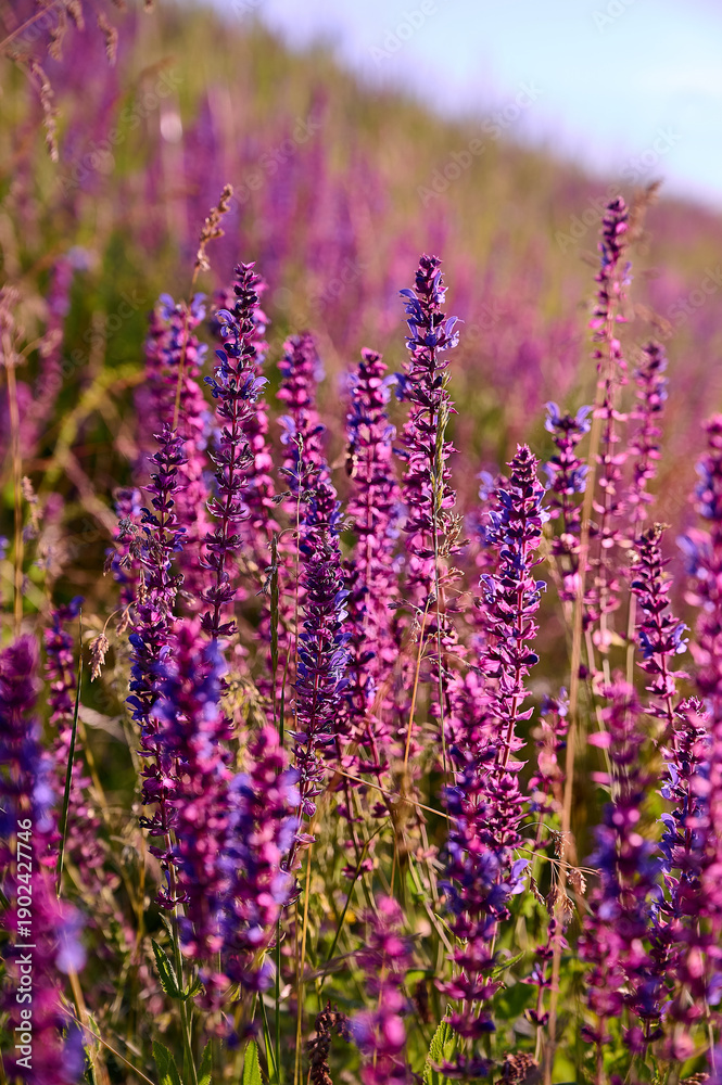 Obraz premium Purple sage flowers blooms in the summer meadow.