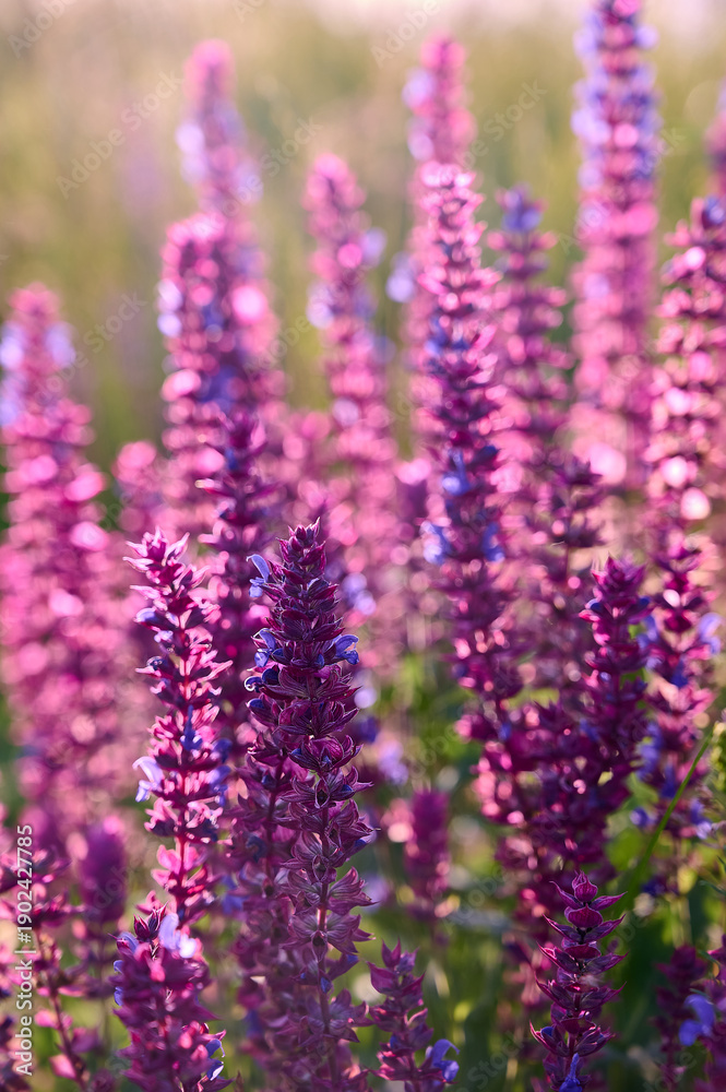 Fototapeta premium Purple sage flowers blooms in the summer meadow.