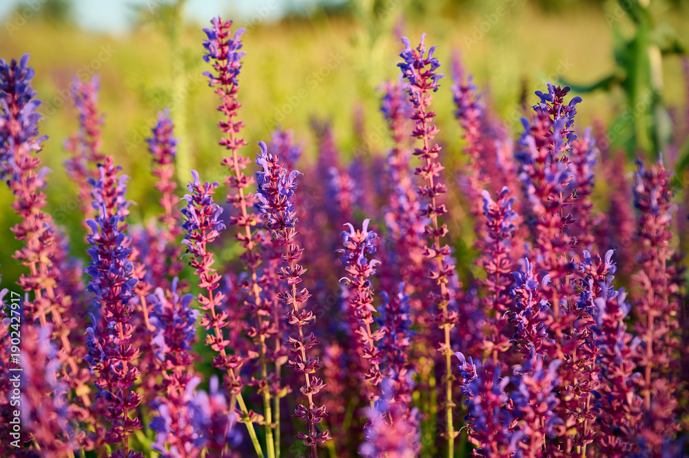 Obraz premium Purple sage flowers blooms in the summer meadow.