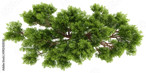Widok z góry na zielone drzewo z liśćmi i gałęziami na białym tle, przezroczysty